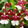 Onc. Aka Baby 'Raspberry Chocolate'- Blooming Size