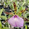 Bc. Hippodamia- Blooming size