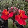 Epi. Pacific Blaze Orange #2