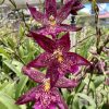 Bllra. Marfitch 'Howards Dream'- Blooming size Sale
