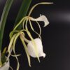 Brassavola nodosa