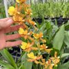 Odcdm. Catatante 'Sunny Kalapana'