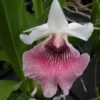 Cnths. Amazing Andrea- Blooming size