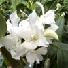 Dendrobium Mini Snowflake