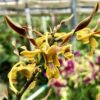 Sale!  Den. Chocolate Antlers- Blooming Size