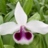 Den. Hsingying Sweetscent 'W-3' x rhodopterygium semi-album 'GW'- Blooming Size