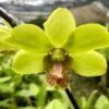 Box of Dendrobiums -24 budded/flower