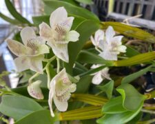 Latouria and Formosum Dendrobium