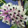 Den. smilliae, Blooming Size (Non Bloom)