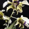 Dendrobium Little Norman -Blooming size-
