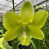 Den. Green Moon  - Green Eco pot for retail only-