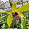 Den. Kari Wakida x Mariner's Gold.