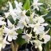 Box of 30 plants Den. Mini Snowflakes / Odnta. Pacific Paranoia 'Other side of the Cool'