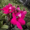 Epi. Pacific Prince 'Hot Pink' -Blooming size