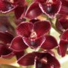 Fdk. (Mormodia Painted Desert) x Ctsm. (Jumbo Eagle x expansum)-  Blooming Size