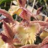 Ctsm. Frilly Doris- Blooming Size