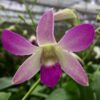 Den. Jaquelyn Thomas  'Uniwai Supreme' with Pink Ecopot for Retail Orders