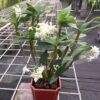 Dendrobium Mini Snowflake- Red Eco Pot included for Retail orders