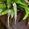Dendrochilum glumaceum w/ Green Ecopot- Retail only