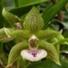 Ink. Cheyenne Marie 'Green Gecko'- Blooming size