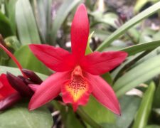 Retail Featured Orchids
