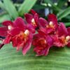 Howeara Puanani 'Lava Burst'