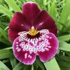Assorted Miltoniopsis with Pink Eco Pot included for Retail orders