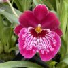 Mps. Hajime Ono 'Raspberry' in spike