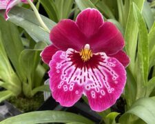 Miltoniopsis