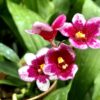 Sarcochilus Hybrids- Blooming Size