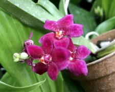 Orchids by Genera