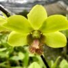 Den. Kalapana Sunset with Green Eco Pot for Retail Orders