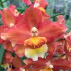Wils. Firecat 'Harmony' with Red Eco Pot for Retail orders