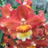 Wils. Firecat 'Harmony'