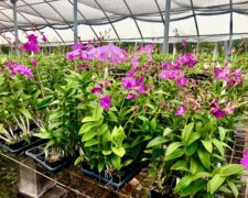 Kalapana Tropicals Orchid Club