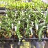 Sarcochilus Hybrids - 6 asst -Blooming size
