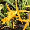 Bc. Yellow Bird- Blooming size
