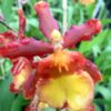 Odcdm. Catatante 'Sun King'- Blooming size