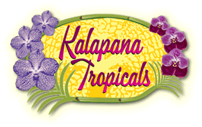 Kalapana Tropicals Kalapana Tropicals
