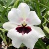 Mps. Lillian Nakamoto -Blooming size