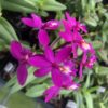 Epi. Miracle Valley 'Nodeshika'