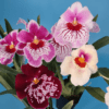 24 Assorted Miltoniopsis Special