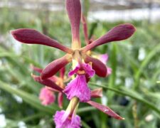 Encyclia