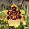 Odcdm. Wildcat '#13'- Blooming size   SALE!