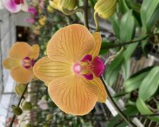 Phalaenopsis