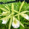 Pcv. Key Lime Stars- Blooming Size