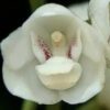 Per. elata- Non Bloom