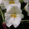 Mps. Renee Komoda 'Pacific Clouds'- Blooming size