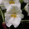 Mps. Renee Komoda 'Pacific Clouds'