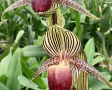Multi Floral and Complex Paphiopedilum